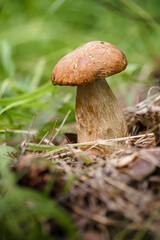 Fresh edible mushroom in coniferous forest. Young porcini mushroom in woods