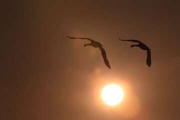 夕日に舞う白鳥