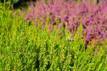 Heathers, calluna vulgaris floral background