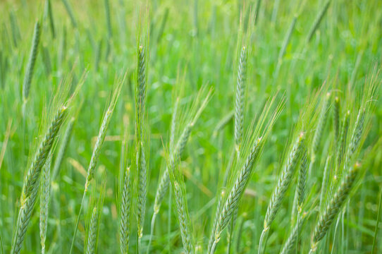 Fresh and charming green wheat field. Close up image