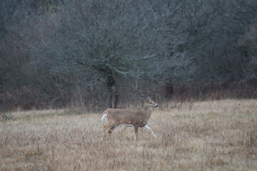 deer in the woods during winter