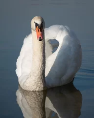 Foto op Plexiglas swan on the lake © Tomasz Kaznowski
