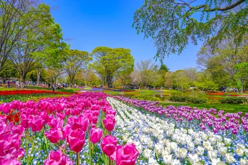 Fotobehang field of tulips © Hiroshi