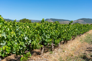 Fototapeta na wymiar vignoble de la Drôme