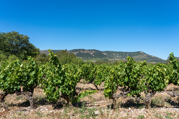 Fototapeta na wymiar vignoble de la Drôme