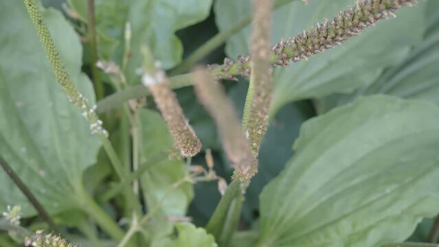 The white stem of the waybread plant in the ground as seen on a closer look in Estonia