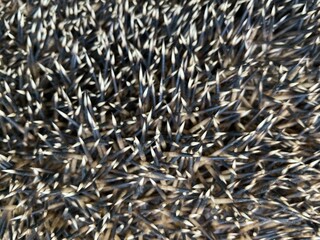 the spiky back of a hedgehog