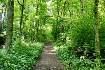 The empty hiking trail in the summer forest.