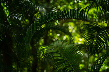 Green coconut palm tree leaf in tropical summer forest