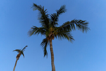 Fototapeta na wymiar Palm trees with a blue sky in the background