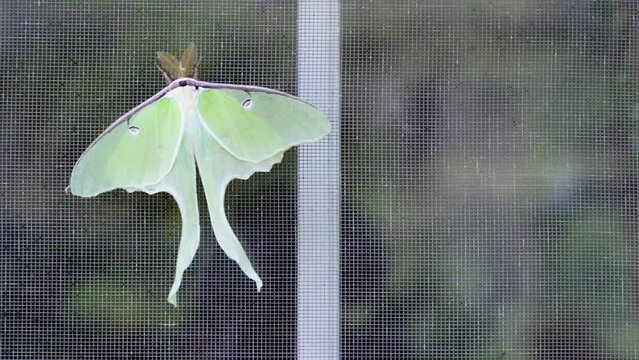 Nocturnal Luna moth on window