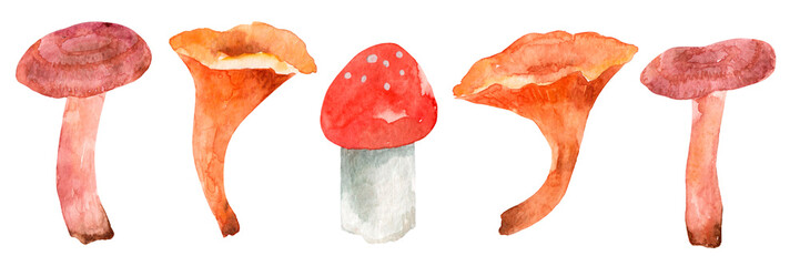 Watercolor set forest mushrooms isolated on white background. Autumn and flattering harvest.