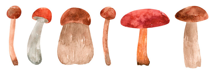 Watercolor set forest mushrooms isolated on white background. Autumn and flattering harvest.