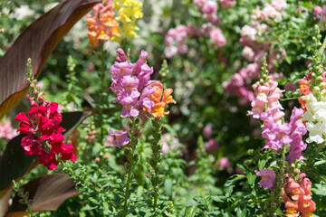 snapdragon flowers in the sun