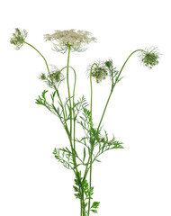 Wild carrot or Daucus carota, flowers isolated on white background. Medicinal herbal plant. - obrazy, fototapety, plakaty