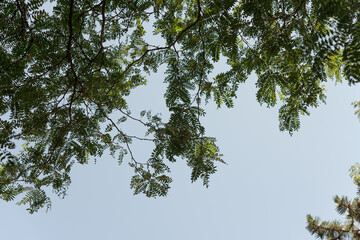 tree branches and sky