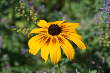 rudbeckia in the sun