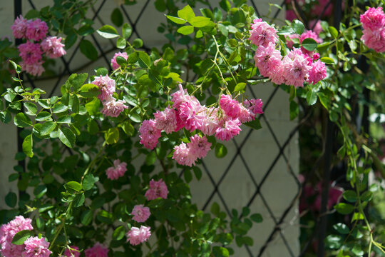 pink roses clinging to a decorative metal lattice
