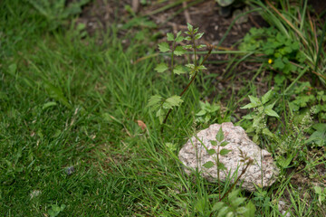 stone in the grass