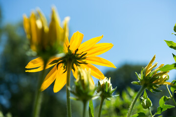 Obraz premium rudbeckia in the sun