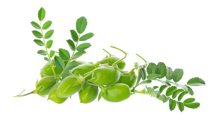 Green chickpeas in the pod with green leaves, isolated on white background. Cicer arietinum....