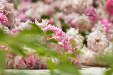 pink flowers background