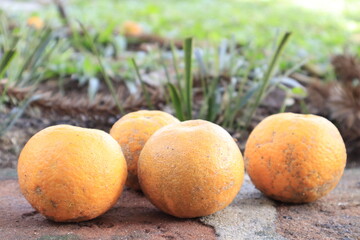 apricots in the grass