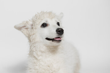 Funny wet puppy of the mini husky breed after bath. Just washed cute dog in bathrobe on gray background.