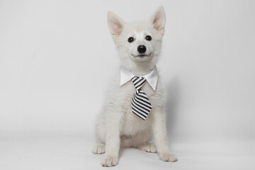 Portrait of happy dog of the Mini Husky breed office worker. Little smiling dog on gray background. Free space for text.