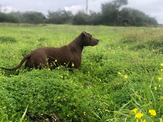 dog on a beautiful spring meadow with juicy and bright grass. Staffordshire Terrier .pit bull...
