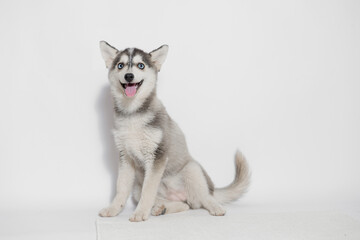 Portrait of cute puppy Mini Husky. Little smiling dog on gray background. Free space for text.