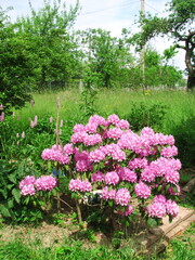 A rhododendron ponticum bloomed in the garden