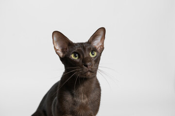 Portrait of cute puppy Mini Husky. Little smiling dog on gray background. Free space for text.