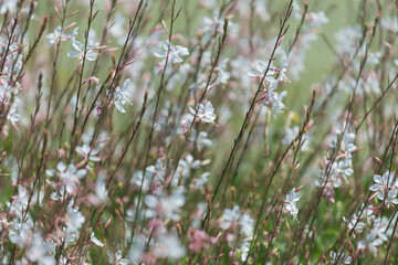 gaura flowers by a fountain