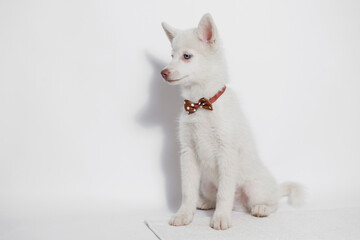 Fototapeta premium Portrait of cute puppy mini husky in tie butterfly. Little smiling dog on gray background. Free space for text.