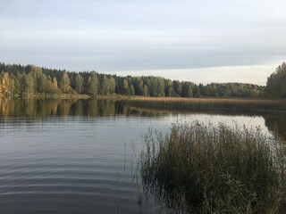 forest lake with reeds and beautiful forest