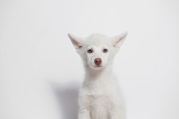 Portrait of cute puppy Mini Husky. Little smiling dog on gray background. Free space for text.