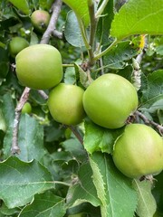 Obraz premium Äpfel beim Wachsen