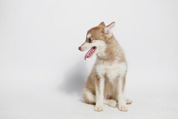 Portrait of cute puppy Mini Husky. Little smiling dog on gray background. Free space for text.