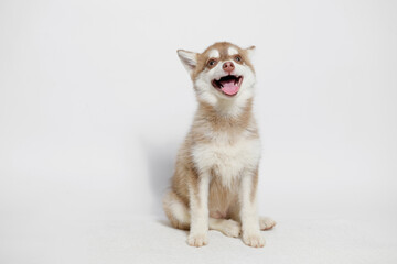 Portrait of cute puppy Mini Husky. Little smiling dog on gray background. Free space for text.