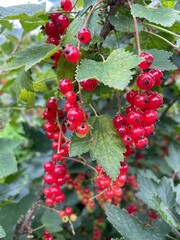 Johannisbeeren