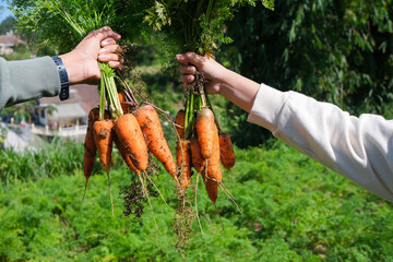 carrots in the hand