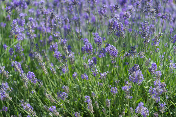 Naklejka premium field of lavender