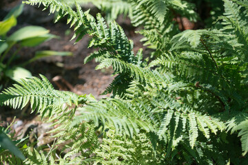 ferns in the garden