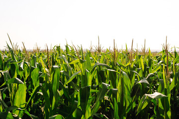 Fototapeta premium Young corn field at agriculture farm. Agriculture, organic gardening, planting or ecology concept.