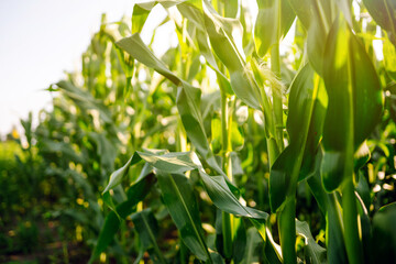 Young corn field at agriculture farm. Agriculture, organic gardening, planting or ecology concept.