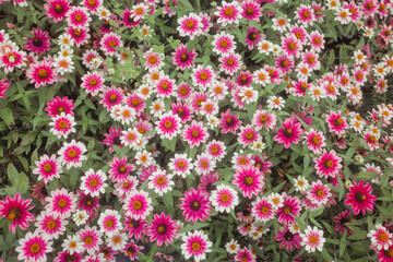 Fototapeta premium Zinnia