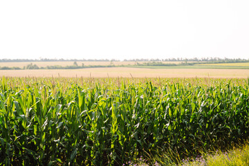 Young corn field at agriculture farm. Agriculture, organic gardening, planting or ecology concept.