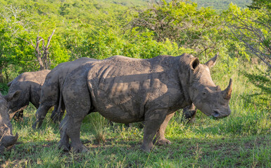 Obraz premium Nashorn im Naturreservat Hluhluwe Nationalpark Südafrika