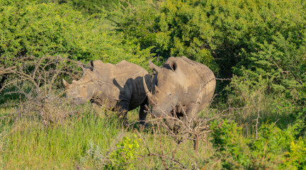 Naklejka na ściany i meble Nashorn im Naturreservat Hluhluwe Nationalpark Südafrika
